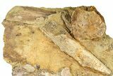 Fossil Dinosaur Bones in Sandstone - Wyoming #370662-1